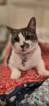 Rescue Tabby Cats for Adoption in North Bergen, New Jersey - Valentina | PetCurious