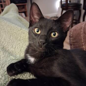 Domestic Short Hair Cats Available for Adoption in Johnson City, Tennessee - Moon | PetCurious
