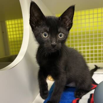 Rescue Domestic Short Hair Cats for Adoption in Jupiter, Florida - Wendy | PetCurious