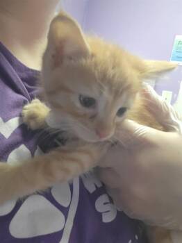 Domestic Short Hair Cats Available for Adoption in Fort Walton Beach, Florida - A234419 | PetCurious