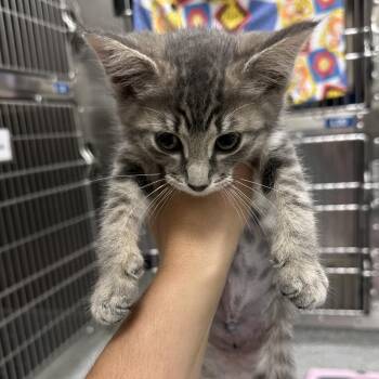 Kass - Chow Hound Northland -  Domestic Short Hair Cat for Adoption in Grand Rapids, Michigan - Kass - Chow Hound Northland | PetCurious