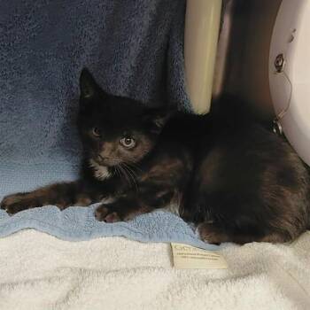 Domestic Short Hair Cats Available for Adoption - PUFF | PetCurious