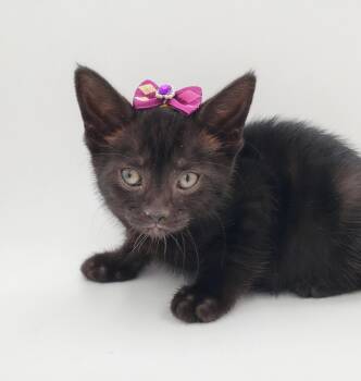 Rescue Domestic Short Hair Cats for Adoption in Springfield, Missouri - Muto | PetCurious