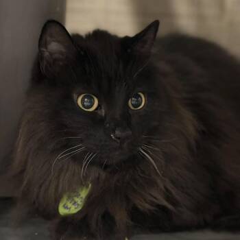 Domestic Long Hair Cats Available for Adoption - Orson | PetCurious