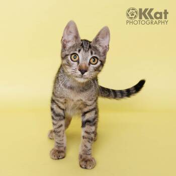 Meeps -  Domestic Short Hair and Tabby Cat for Adoption in Crescent, Oklahoma - Meeps | PetCurious