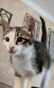 Honda -  Domestic Short Hair Cat for Adoption in Sebastian, Florida - Honda | PetCurious