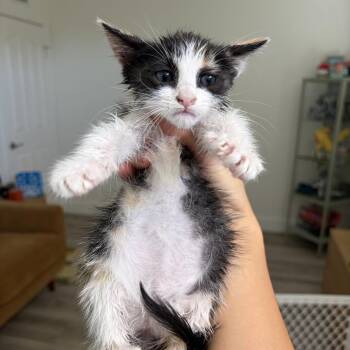 Jinny -  Domestic Medium Hair Cat for Adoption in Long Beach, California - Jinny | PetCurious