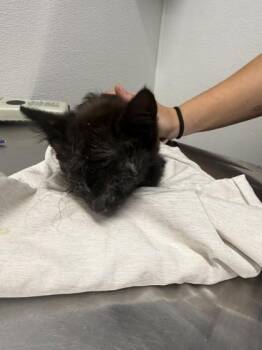 Aaron -  Domestic Short Hair Cat for Adoption in West Chester, Pennsylvania - Aaron | PetCurious