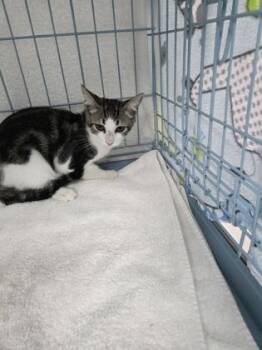 Microwave -  Domestic Short Hair Cat for Adoption in Gainesville, Florida - Microwave | PetCurious