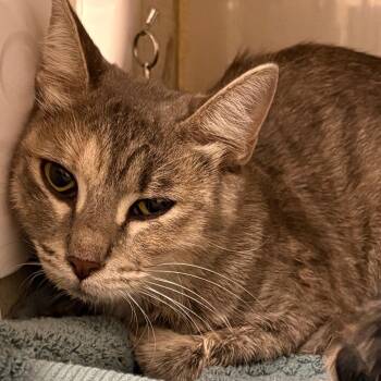 Agatha -  Domestic Short Hair Cat for Adoption in Yuma, Arizona - Agatha | PetCurious