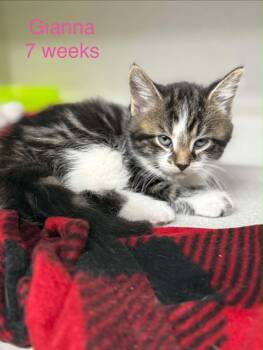 Domestic Medium Hair Cats Available for Adoption in Fayetteville, West Virginia - Gianna | PetCurious