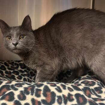 Domestic Short Hair Cats Available for Adoption in York, Pennsylvania - Sampson | PetCurious