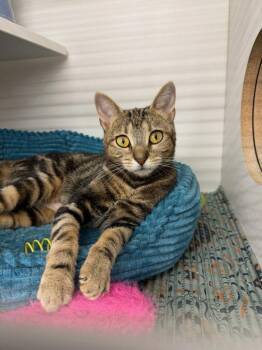 Domestic Short Hair Cats Available for Adoption in Cuyahoga Falls, Ohio - Flula | PetCurious