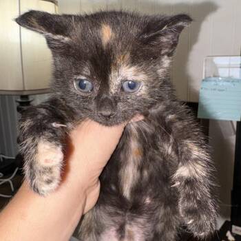 Rambo 6190 -  American Shorthair Cat for Adoption in Hamilton, Georgia - Rambo 6190 | PetCurious