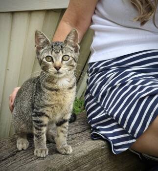Ryder -  Domestic Short Hair Cat for Adoption in Chicago, Illinois - Ryder | PetCurious