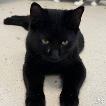 Carlos -  Domestic Short Hair Cat for Adoption in Washington, District Of Columbia - Carlos | PetCurious