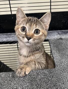 Rescue Domestic Short Hair Cats for Adoption in Cashiers, North Carolina - Gabby | PetCurious