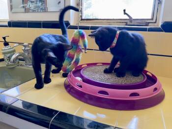 Bombay and Domestic Short Hair Cats Available for Adoption in Mission Viejo, California - Google And Search | PetCurious