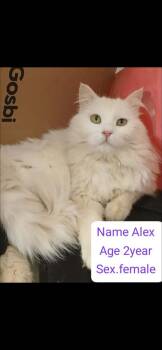 Alex -  Turkish Angora Cat for Adoption in Randolph, Massachusetts - Alex | PetCurious