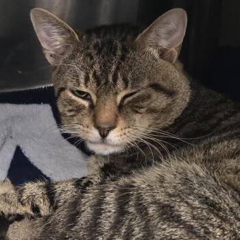 ZigZag -  Domestic Short Hair Cat for Adoption in Voorhees Township, New Jersey - ZigZag | PetCurious