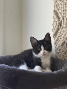 Cherry -  Domestic Short Hair Cat for Adoption in Ottawa Hills, Ohio - Cherry | PetCurious