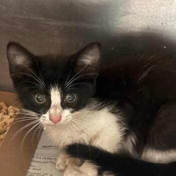 Speck -  Domestic Short Hair Cat for Adoption in Edinburg, Texas - Speck | PetCurious