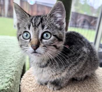 Domestic Short Hair Cats Available for Adoption in Morrison, Colorado - Scout Holmlund | PetCurious