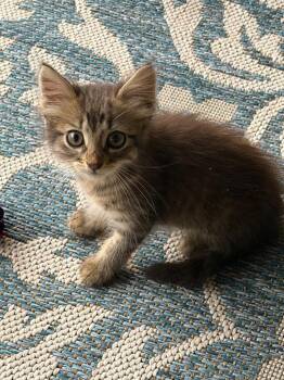 Rain -  Tabby Cat for Adoption in San Antonio, Texas - Rain | PetCurious