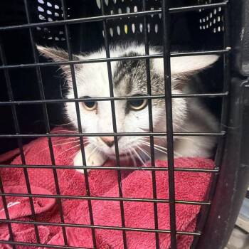 Selmer 407 -  Domestic Short Hair Cat for Adoption in Mt. Juliet, Tennessee - Selmer 407 | PetCurious