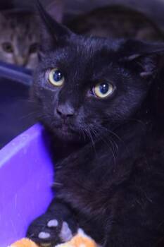 Jet (Feral Kitten) -  Domestic Short Hair Cat for Adoption in Pahrump, Nevada - Jet (Feral Kitten) | PetCurious