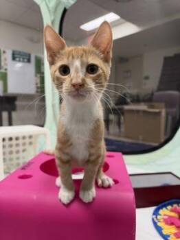 Matteo Rizzo -  Domestic Short Hair Cat for Adoption in Honolulu, Hawaii - Matteo Rizzo | PetCurious