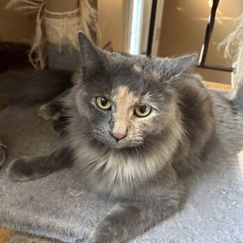 Starburst -  Dilute Calico Cat for Adoption in Melrose, Massachusetts - Starburst | PetCurious