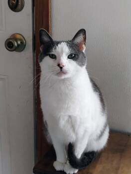 Rescue Domestic Short Hair and Tuxedo Cats for Adoption in Andover, Kansas - FIONA FAIRY | PetCurious