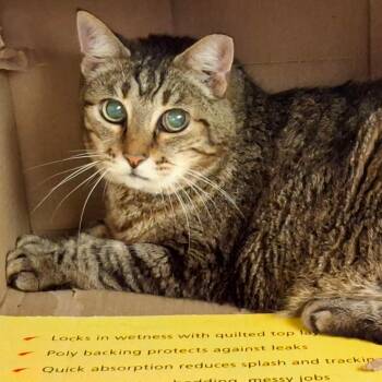 Oatmeal -  Domestic Short Hair Cat for Adoption in Titusville, Florida - Oatmeal | PetCurious