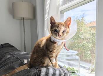 SKIPPY -  Domestic Short Hair Cat for Adoption in Colorado Springs, Colorado - SKIPPY | PetCurious