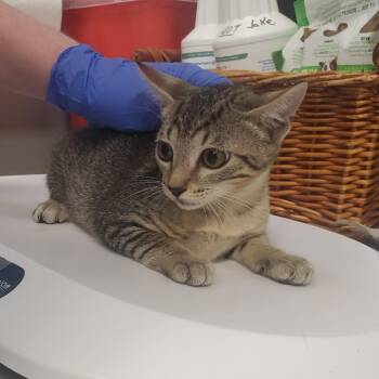 Twizzler -  Domestic Short Hair Cat for Adoption in Milton, Florida - Twizzler | PetCurious