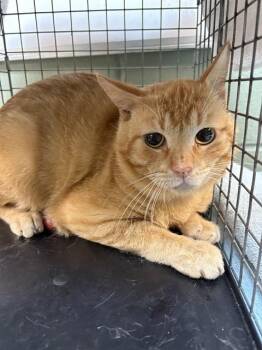 HANS -  Domestic Short Hair Cat for Adoption in Jacksonville, Florida - HANS | PetCurious