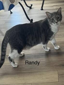 Domestic Short Hair Cats Available for Adoption in Fairfax, Virginia - Randy | PetCurious