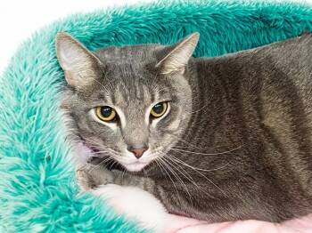 STORMI -  Domestic Short Hair Cat for Adoption in Fort Lauderdale, Florida - STORMI | PetCurious
