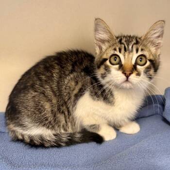 Pablo -  Domestic Short Hair Cat for Adoption in Cambria, California - Pablo | PetCurious