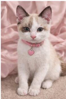 Siamese and Domestic Short Hair Cats Available for Adoption in Walnut Creek, California - Davi | PetCurious