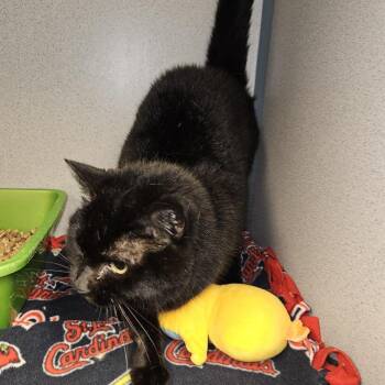Dinah -  Domestic Short Hair Cat for Adoption in Cedar Rapids, Iowa - Dinah | PetCurious