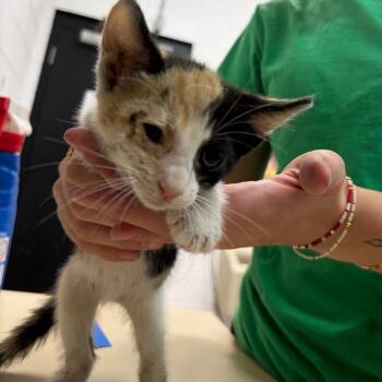 Allie -  Domestic Short Hair Cat for Adoption in Ardmore, Oklahoma - Allie | PetCurious