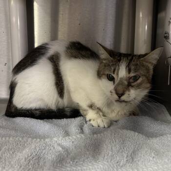 Kayle* -  Domestic Short Hair Cat for Adoption in San Gabriel, California - Kayle* | PetCurious