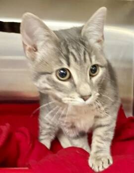 Rescue Domestic Short Hair Cats for Adoption in Cincinnati, Ohio - Sugar | PetCurious