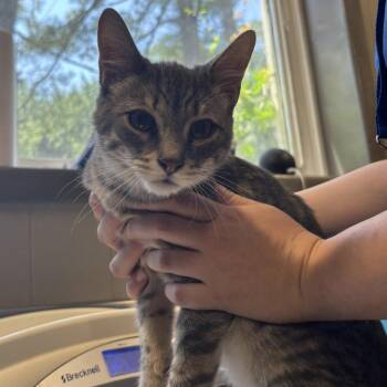 Captain (Bonded w/ Sparkles) -  Domestic Short Hair Cat for Adoption in Wilmington, Delaware - Captain (Bonded W/ Sparkles) | PetCurious