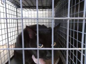 SKIPPY -  Domestic Short Hair Cat for Adoption in Tulsa, Oklahoma - SKIPPY | PetCurious