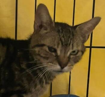 Domestic Short Hair Cats Available for Adoption - Pudgy | PetCurious