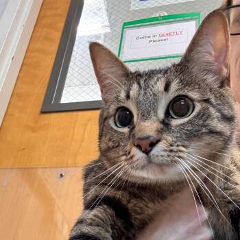 Rem -  Domestic Short Hair Cat for Adoption in Clearwater, Florida - Rem | PetCurious
