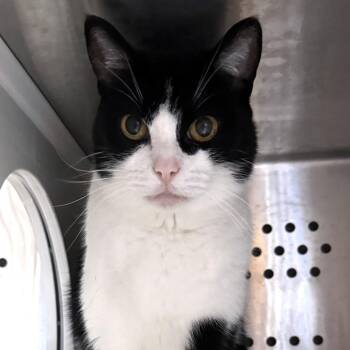 Genna -  Domestic Short Hair Cat for Adoption in Dearborn, Michigan - Genna | PetCurious